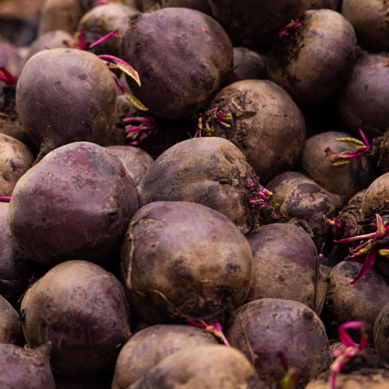 Oddly Beetroot