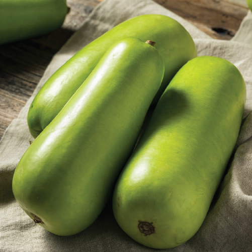 Ash Gourd