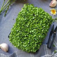 Thumbnail for Italian Basil Microgreens