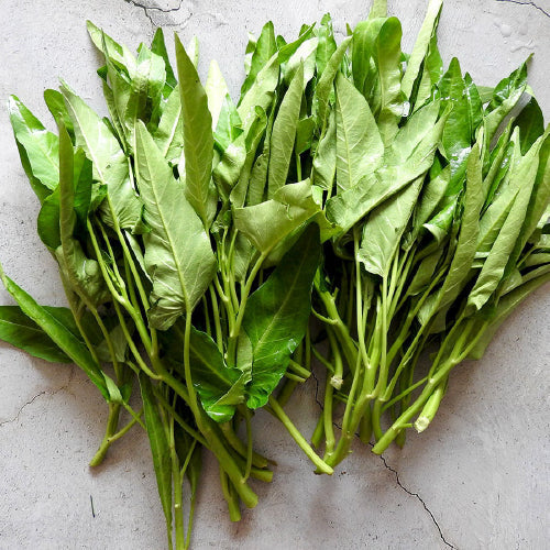 Morning Glory (Kang Kong)