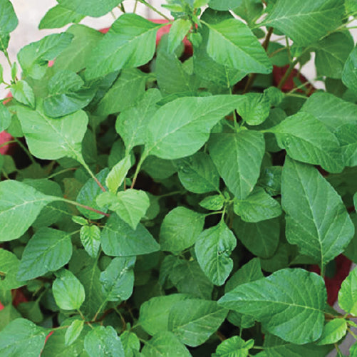 Arai Keerai- Green Amarathus
