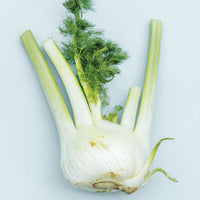 Thumbnail for Fennel Bulbs